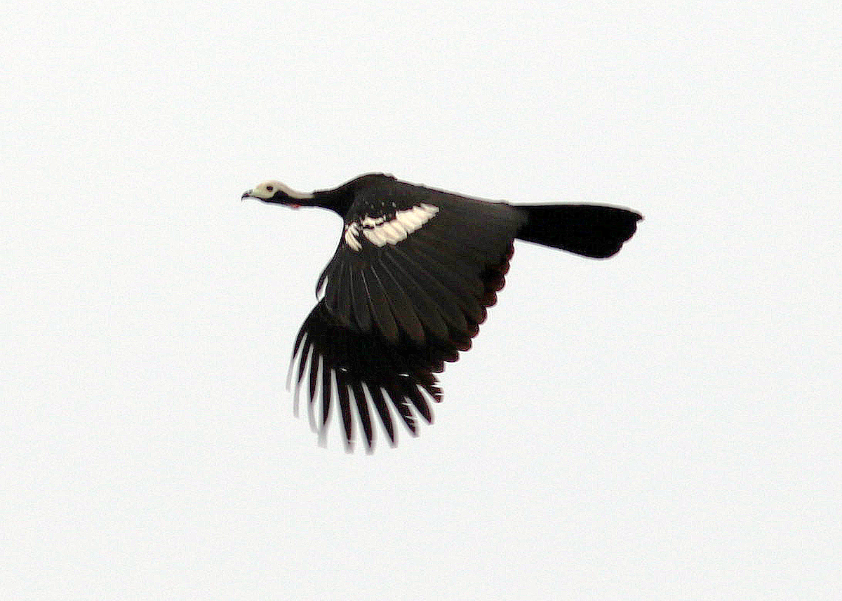 Red-throated Piping-Guan - ML624761010