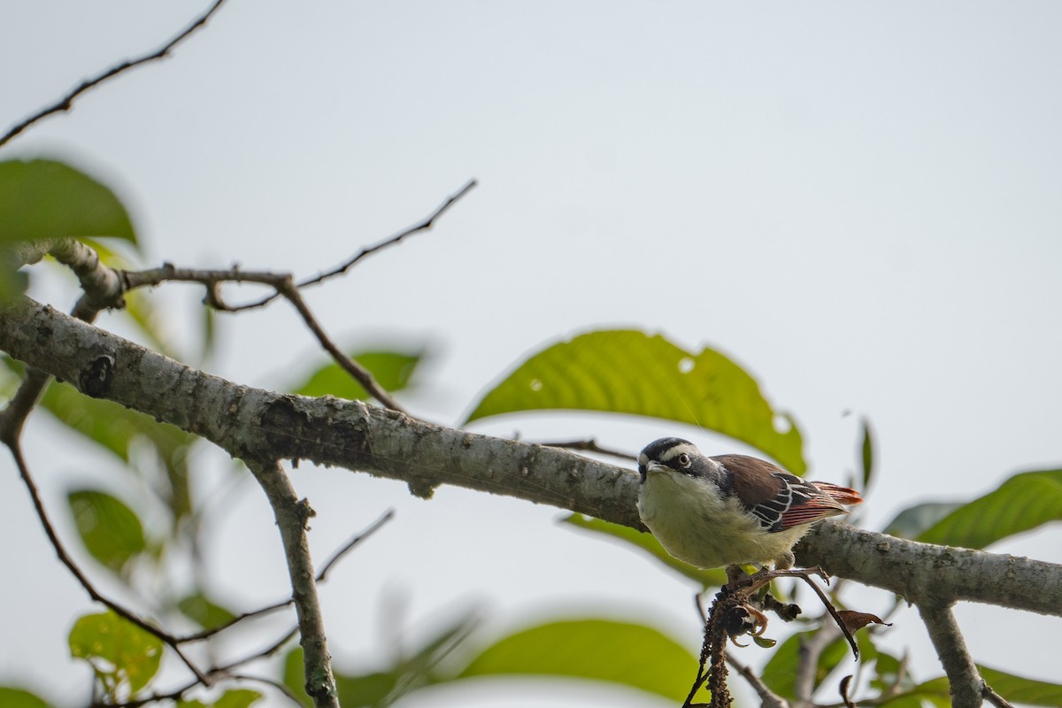 Red-tailed Minla - ML624761056