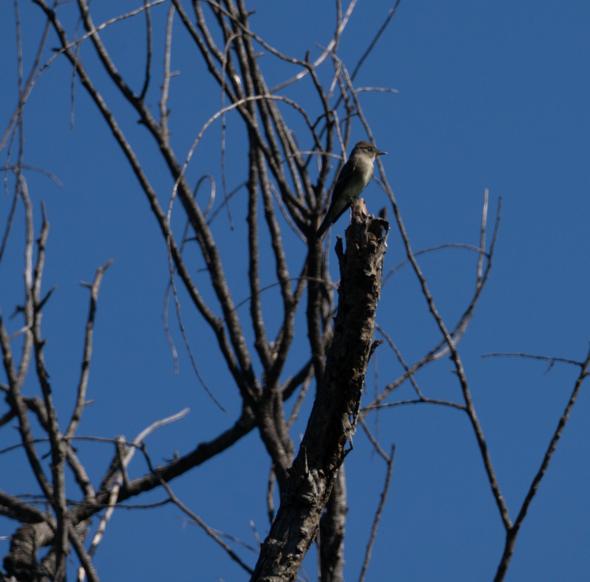 Greater Pewee - ML624761159