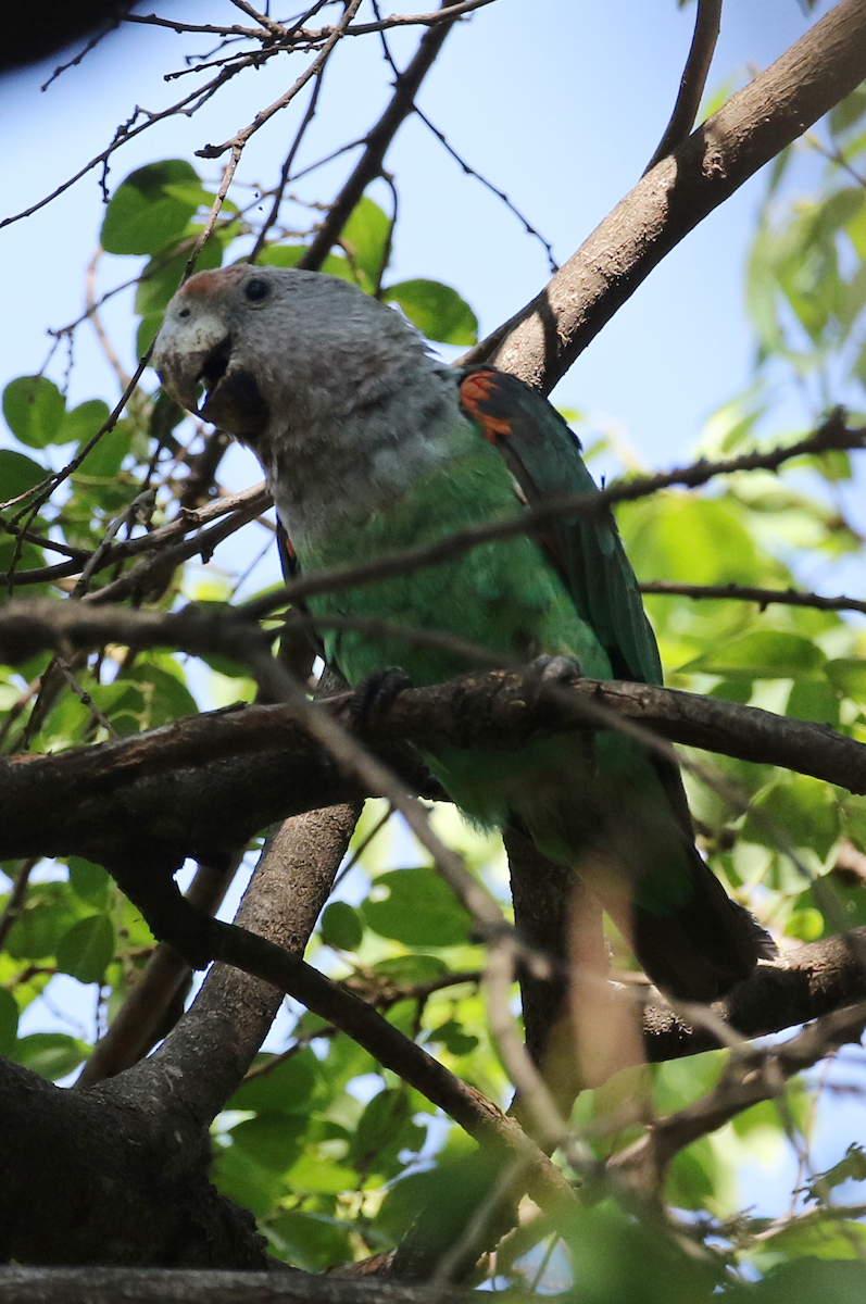 Brown-necked Parrot - ML624761250