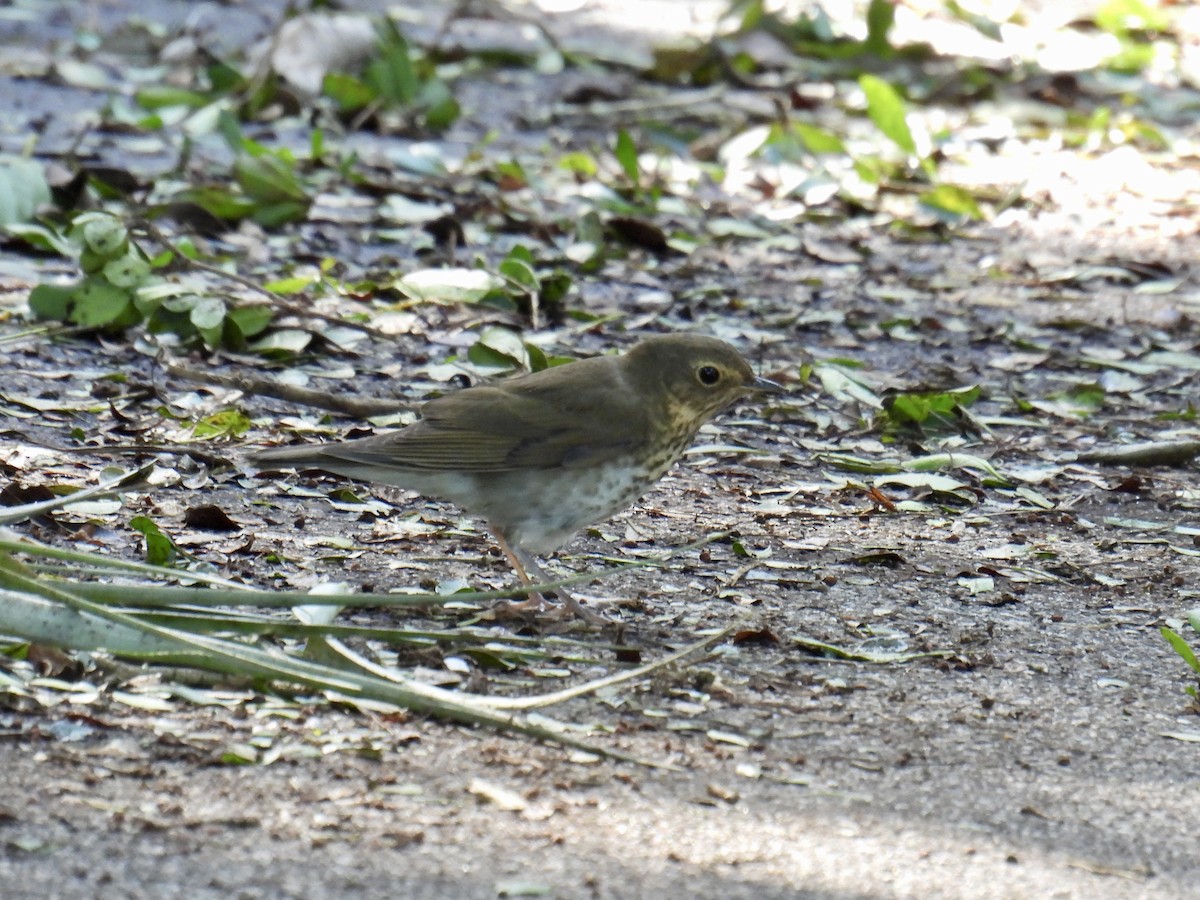 Swainson's Thrush - ML624761267