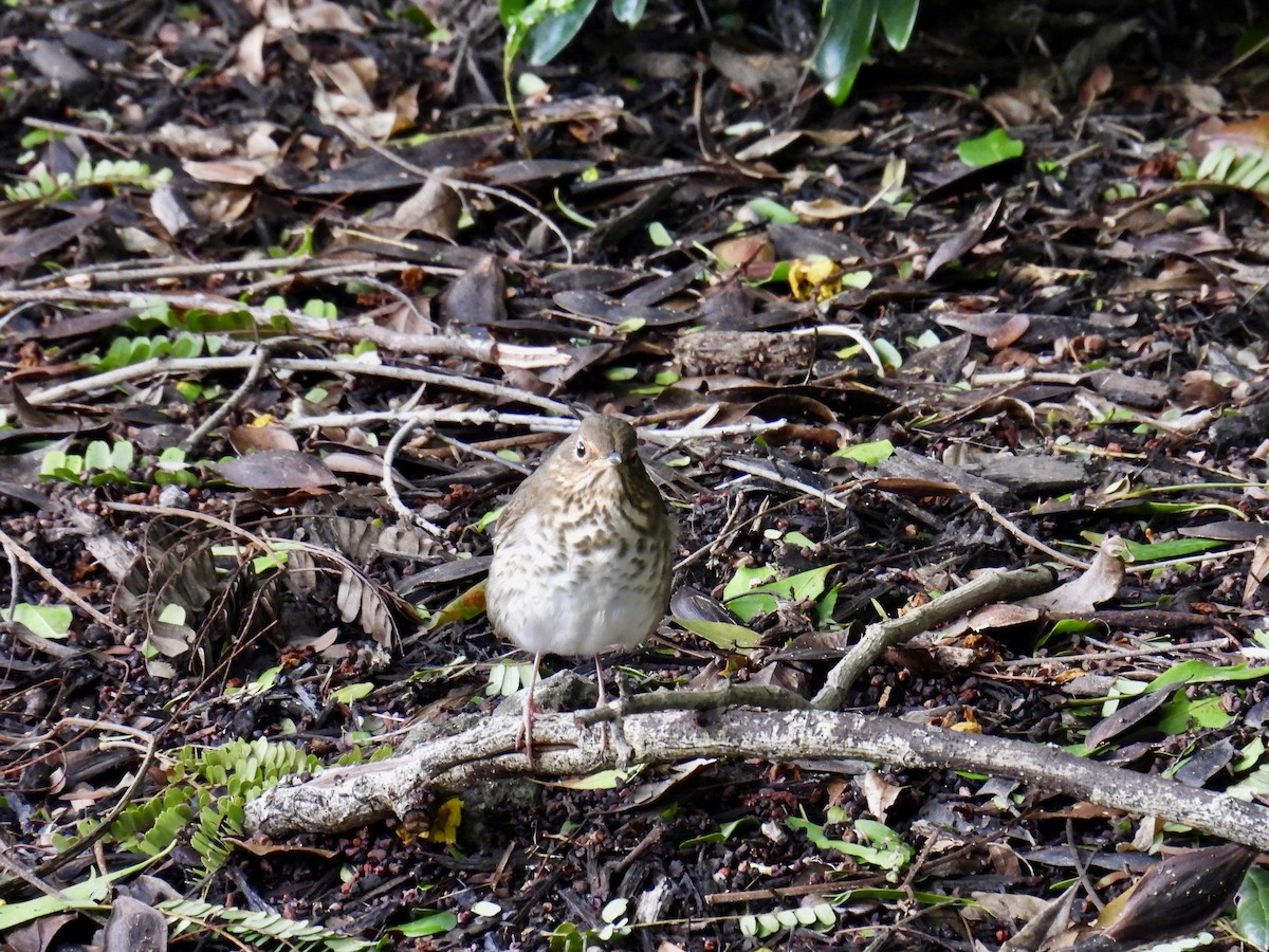 Swainson's Thrush - ML624761270