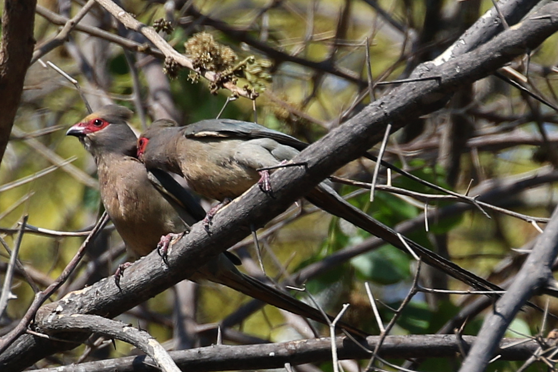 Red-faced Mousebird - ML624761303