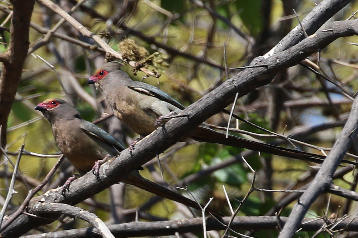 Red-faced Mousebird - ML624761304