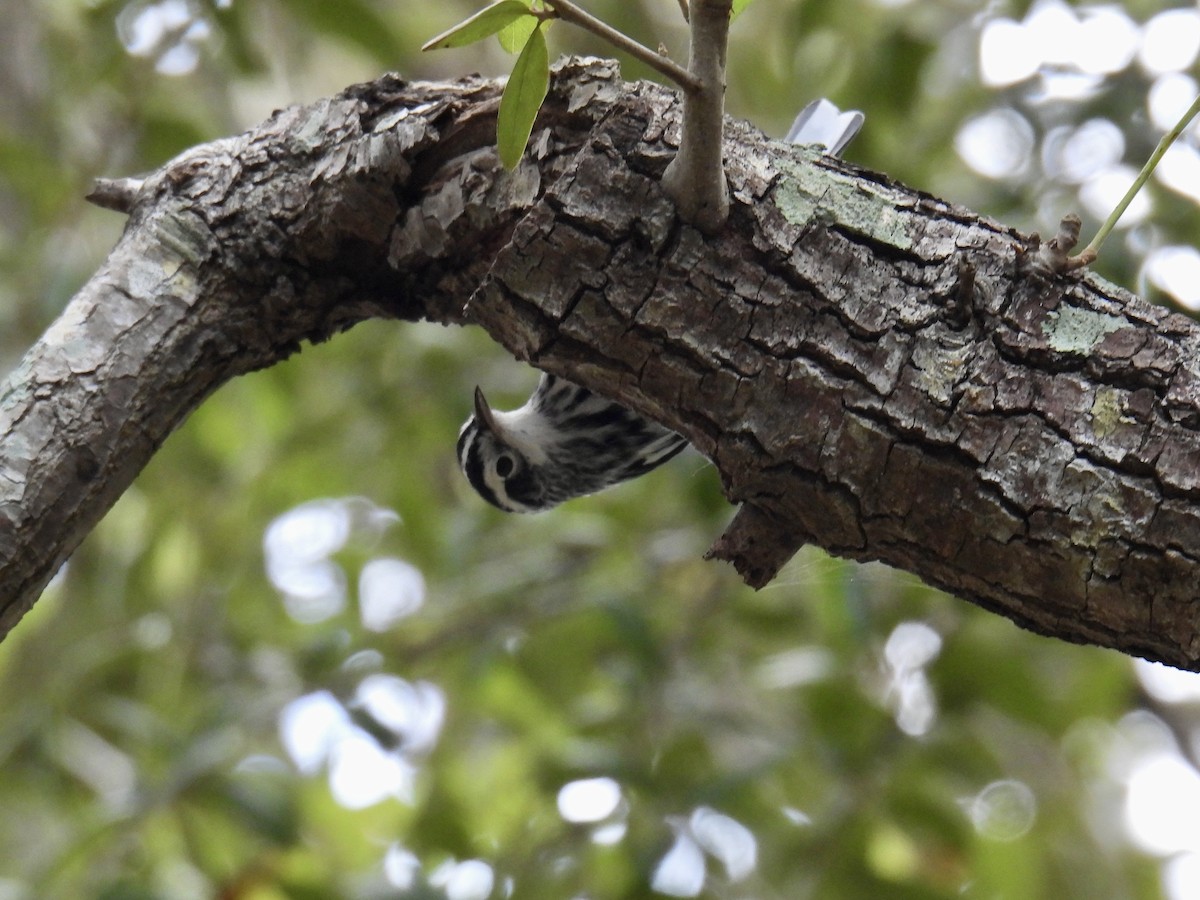 Black-and-white Warbler - ML624761306