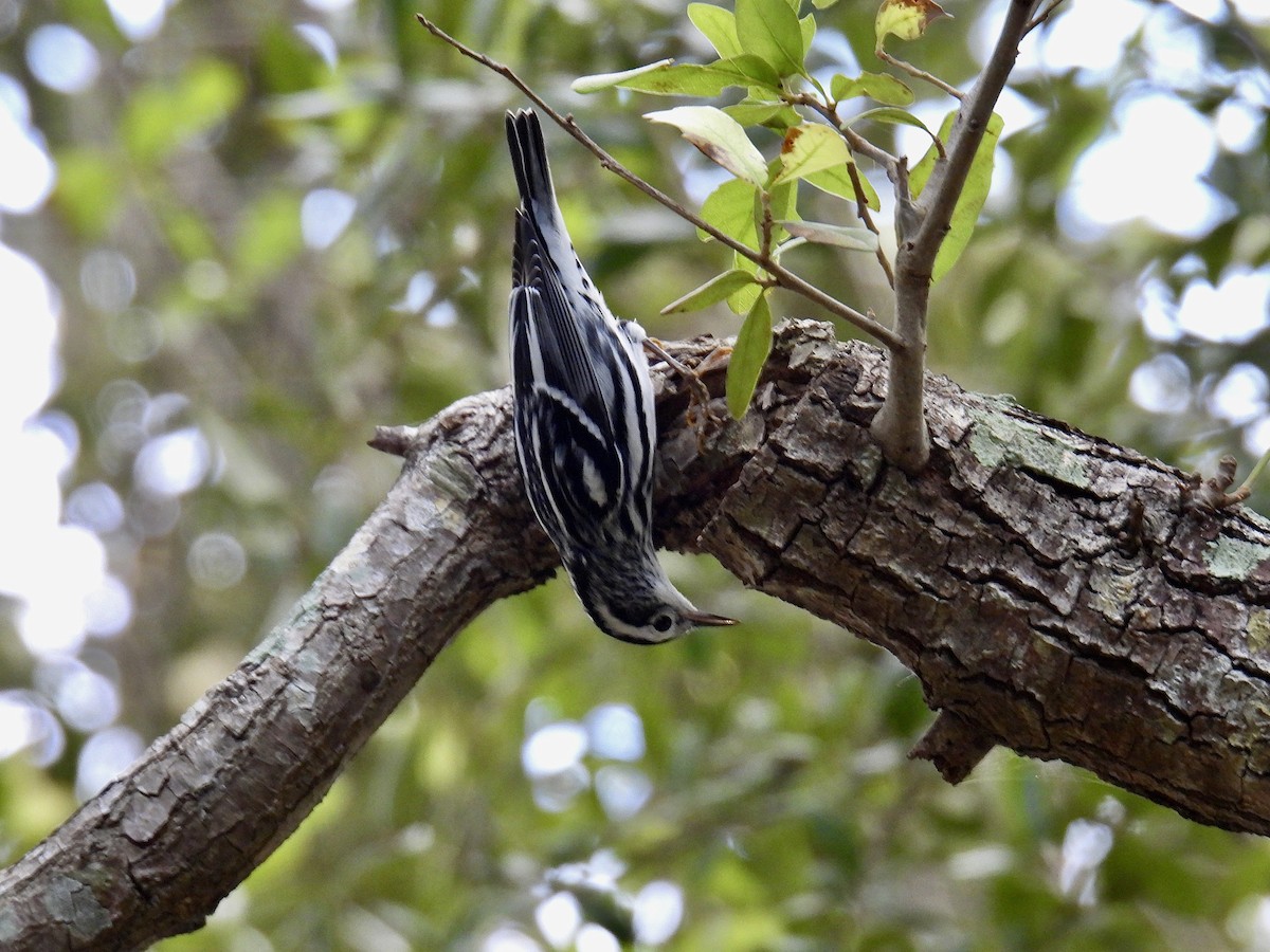 Black-and-white Warbler - ML624761307