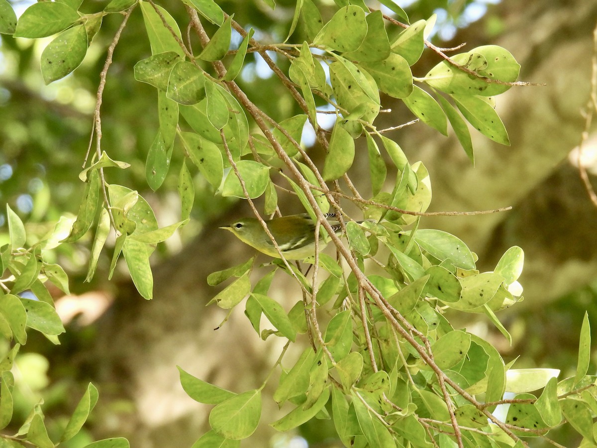 Northern Parula - ML624761350