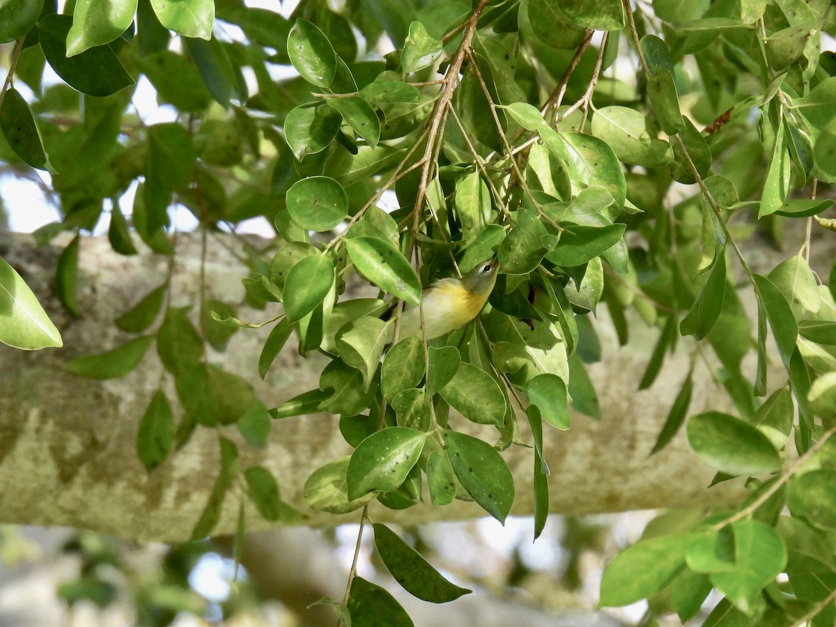 Northern Parula - ML624761352