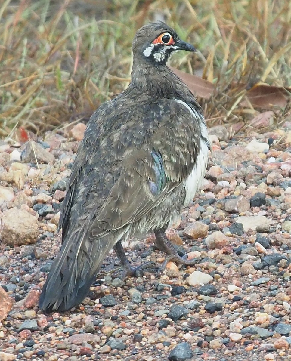 Squatter Pigeon - Peter Gagarin