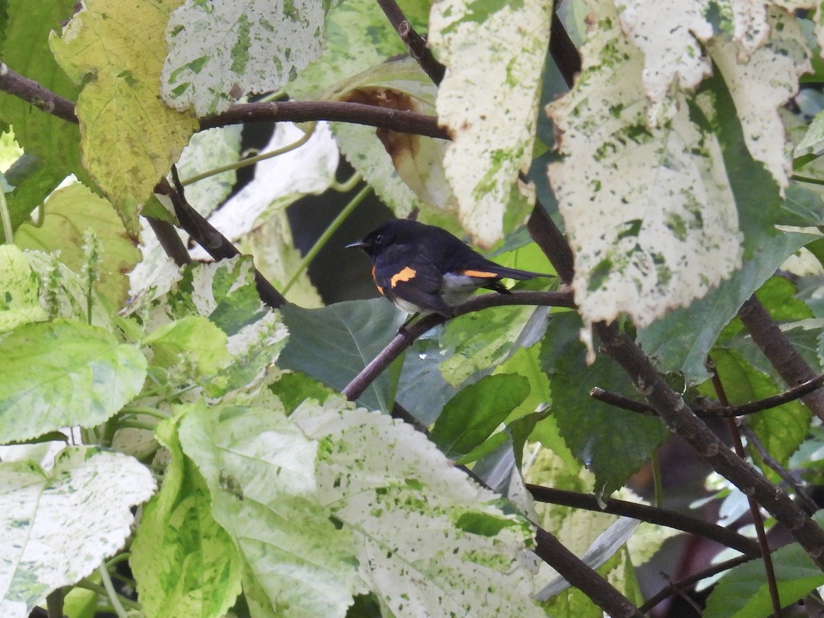 American Redstart - ML624761369