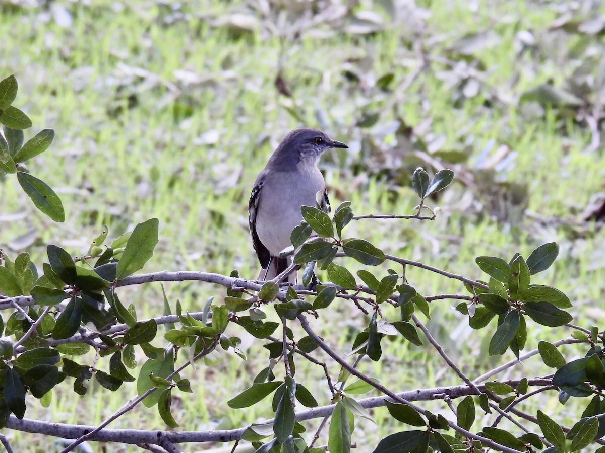 Northern Mockingbird - ML624761384