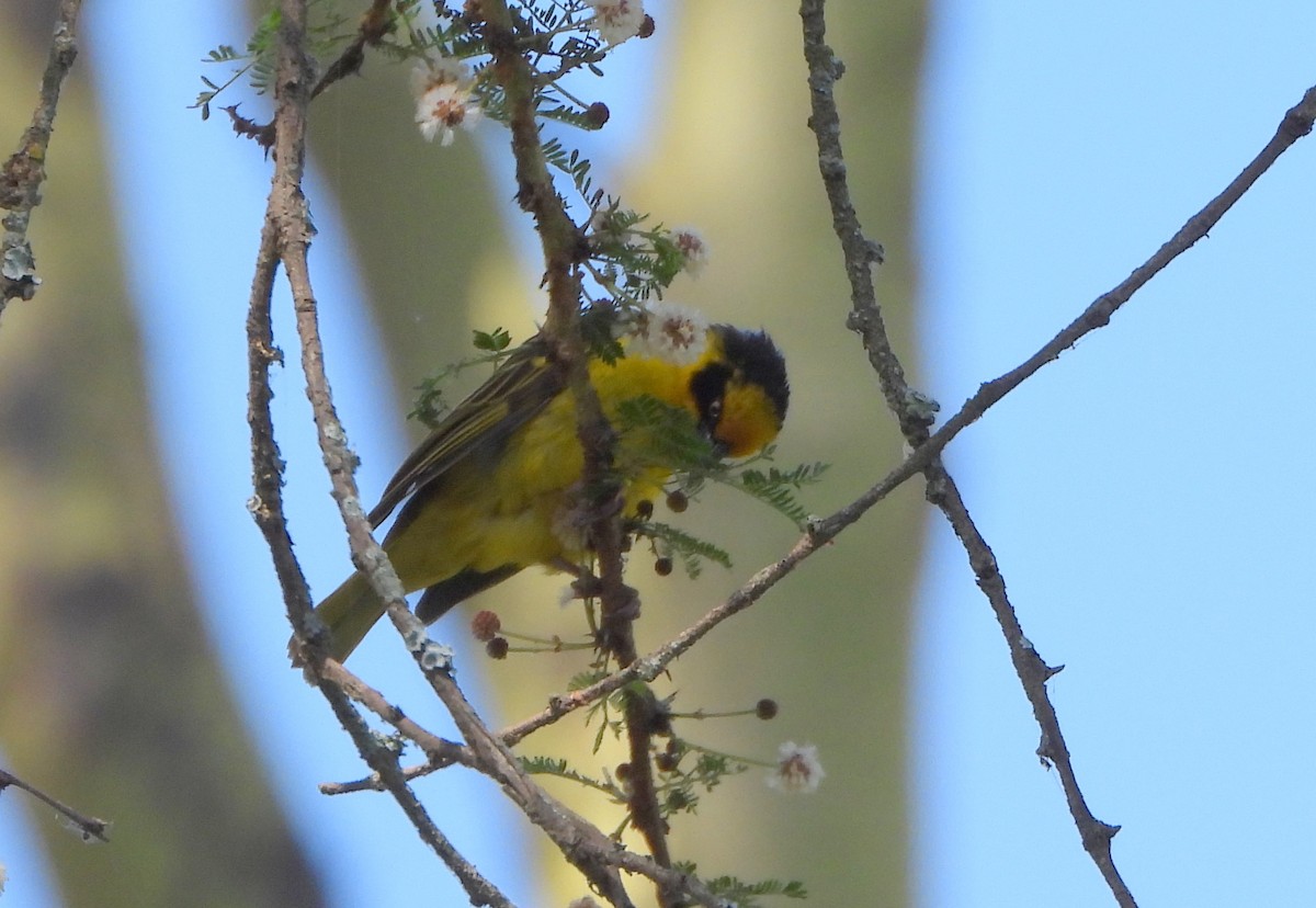 Baglafecht Weaver - ML624761486