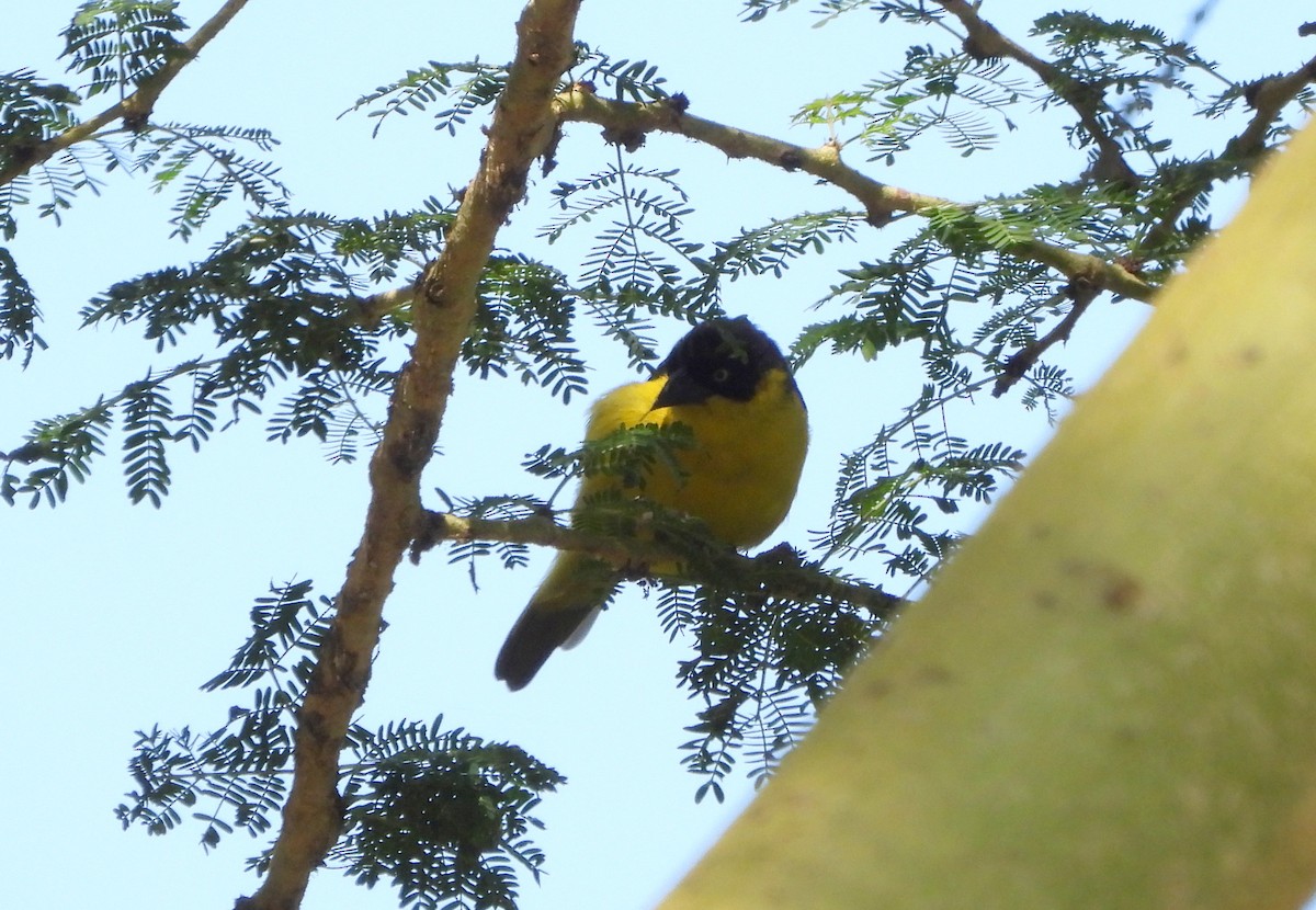 Baglafecht Weaver - ML624761487