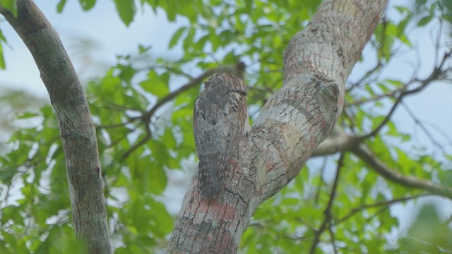 Northern Potoo - ML624761527