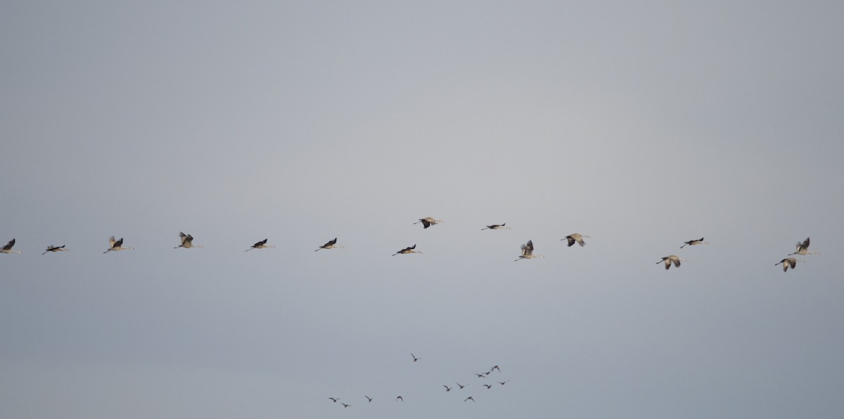 Sandhill Crane - ML624761595