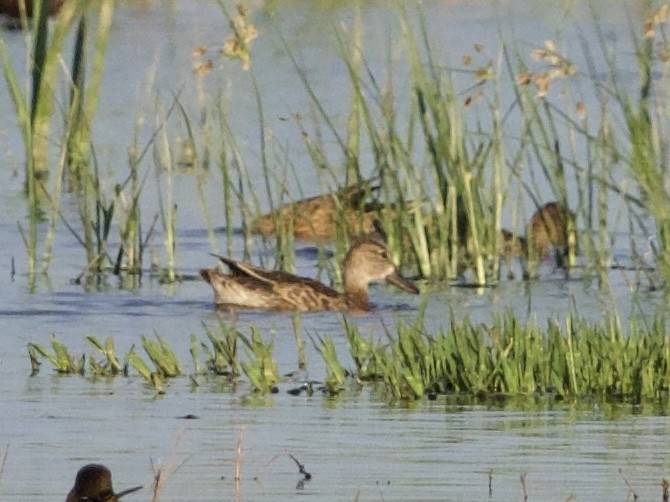 Blue-winged Teal - Ethan Matsuyama