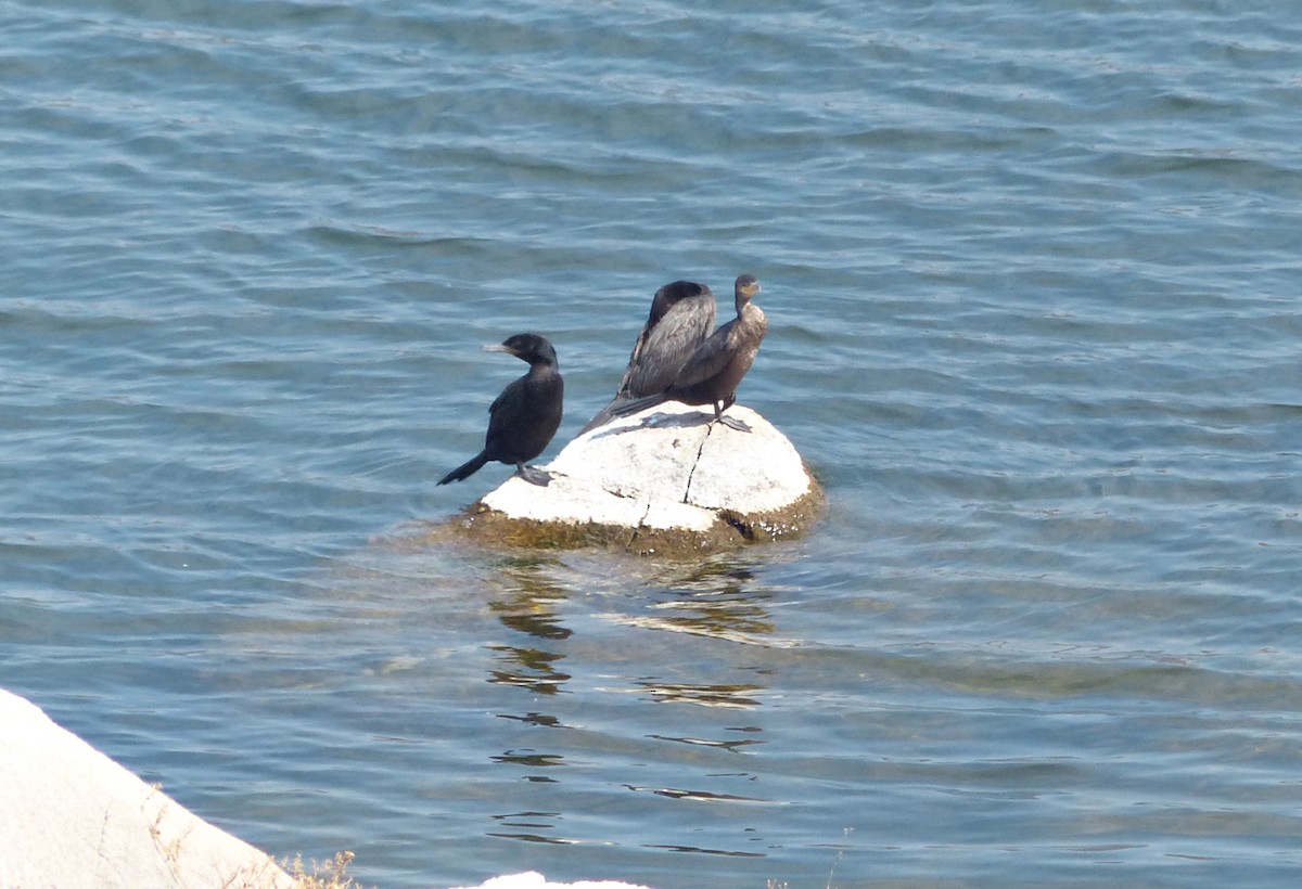 Neotropic Cormorant - ML624761731