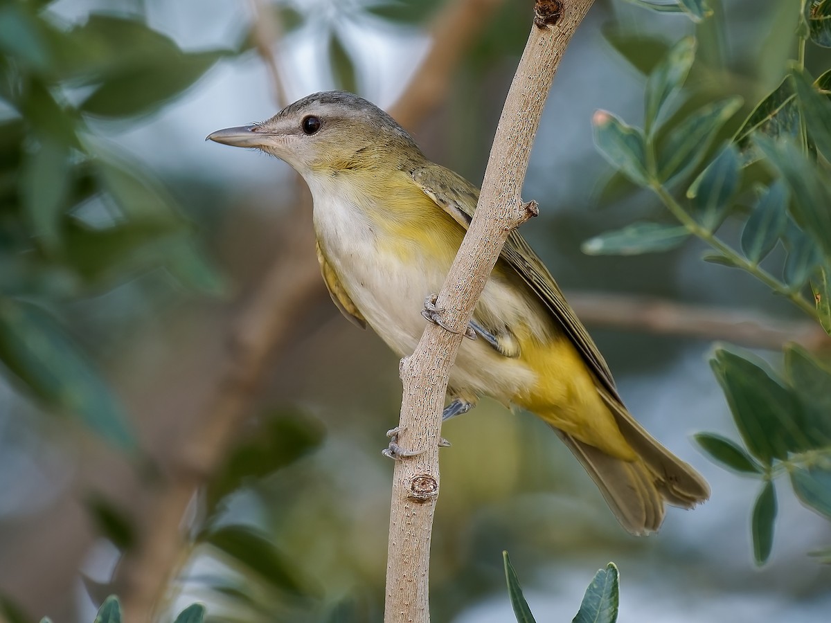 Yellow-green Vireo - Pierre Deviche