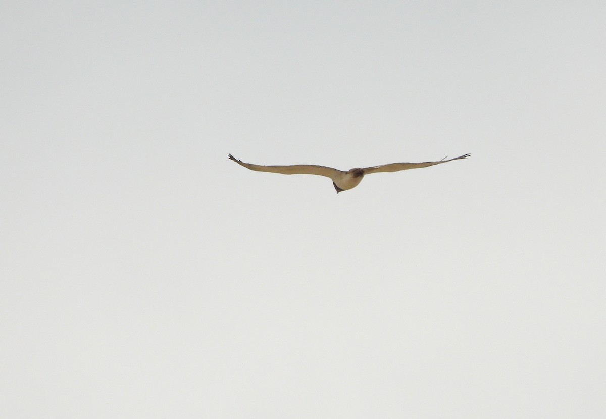 Black-chested Snake-Eagle - ML624761832