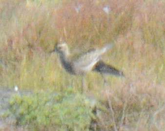 American Golden-Plover - ML624761873