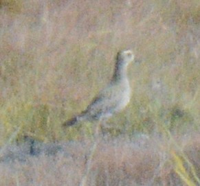 American Golden-Plover - ML624761874