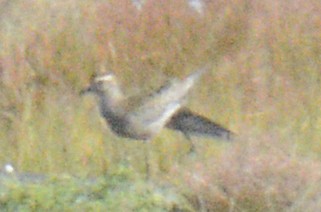 American Golden-Plover - ML624761875