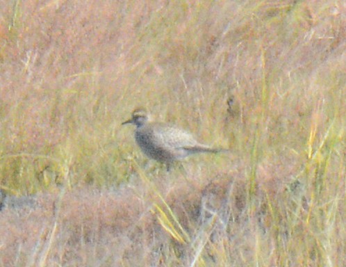 American Golden-Plover - ML624761876