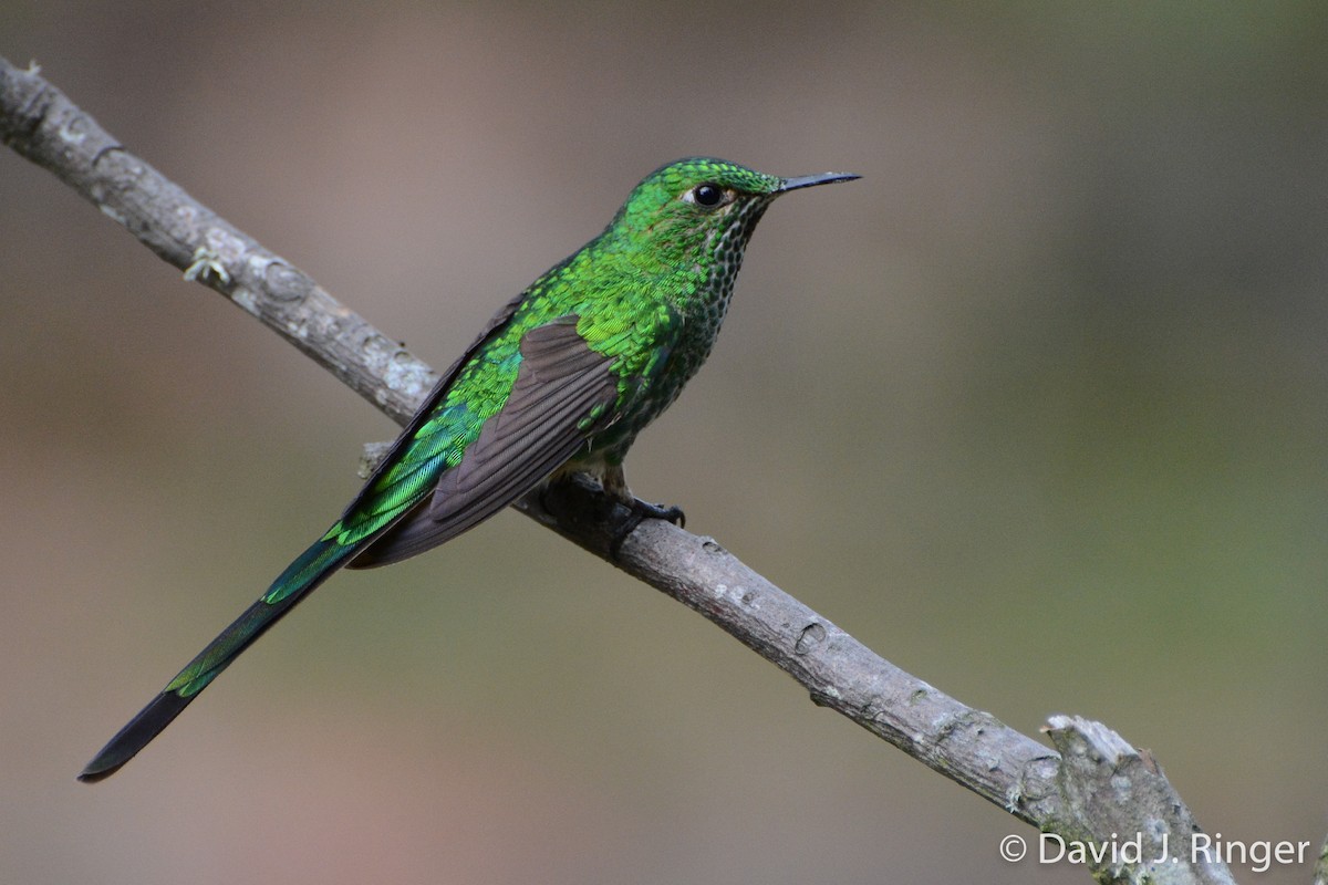 Green-tailed Trainbearer - David Jeffrey Ringer