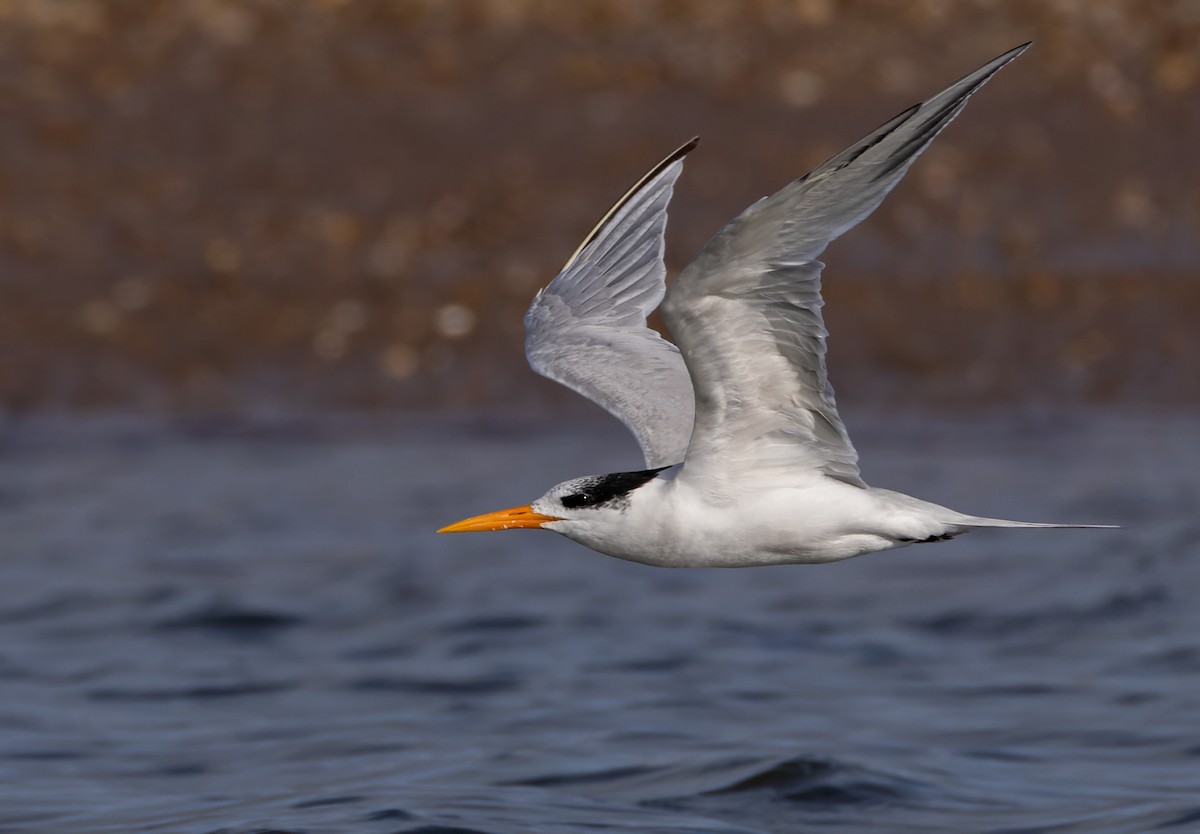 Lesser Crested Tern - ML624762061