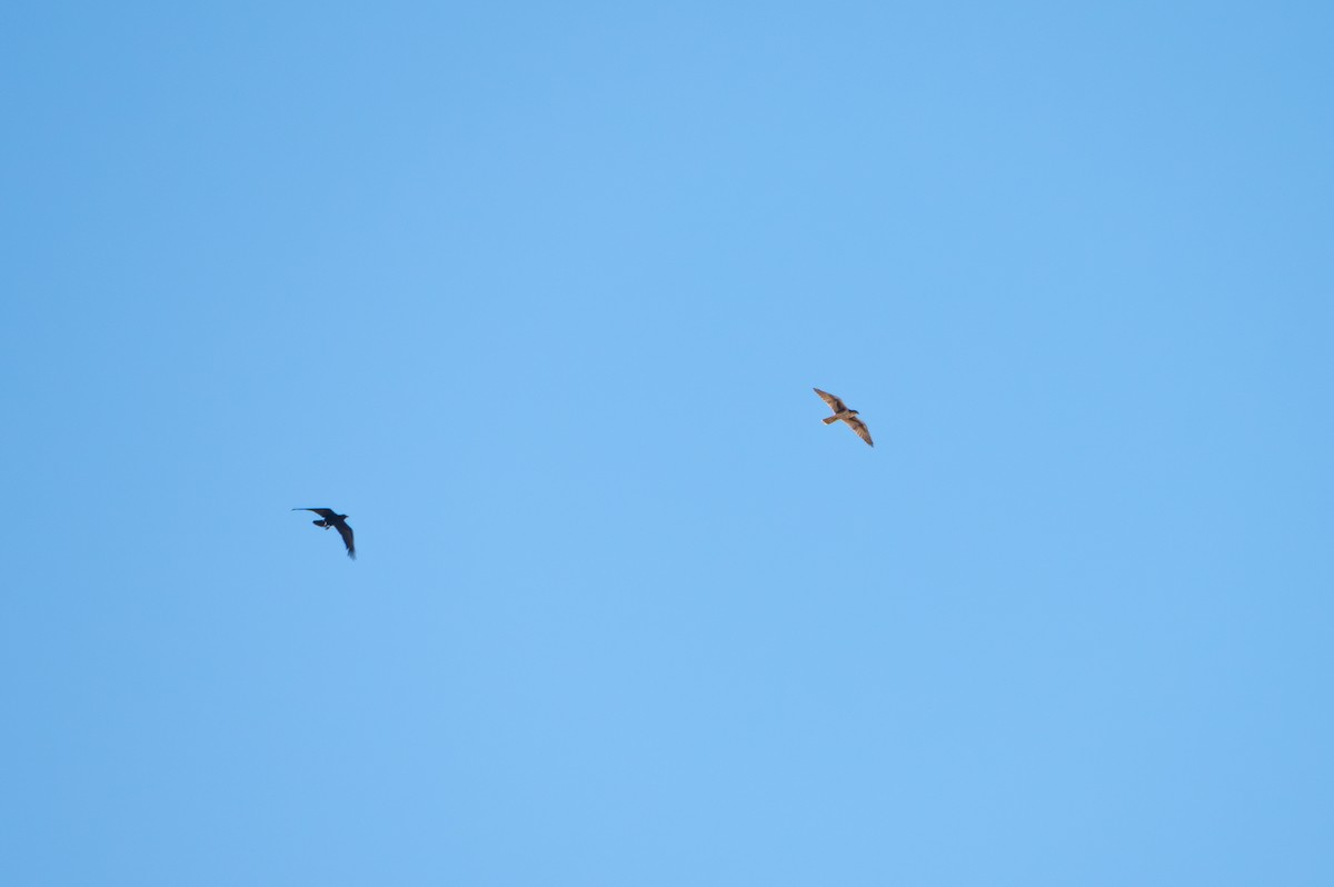 præriefalk - ML624762253