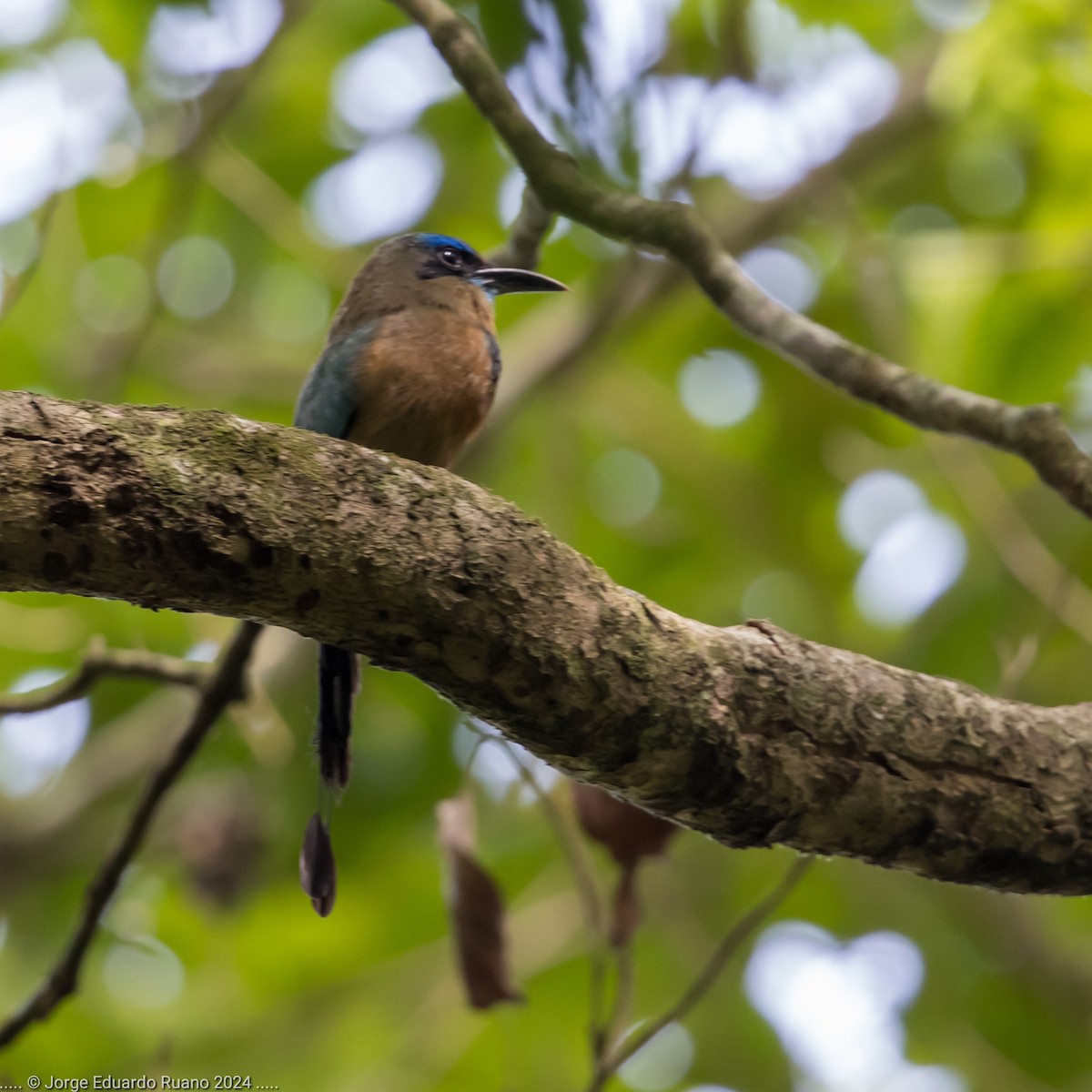 Keel-billed Motmot - ML624762323