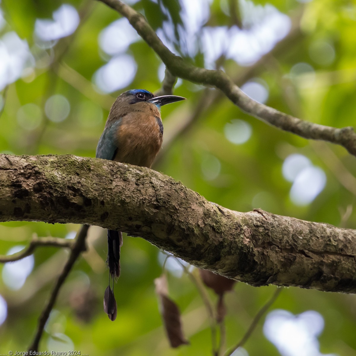 Keel-billed Motmot - ML624762324