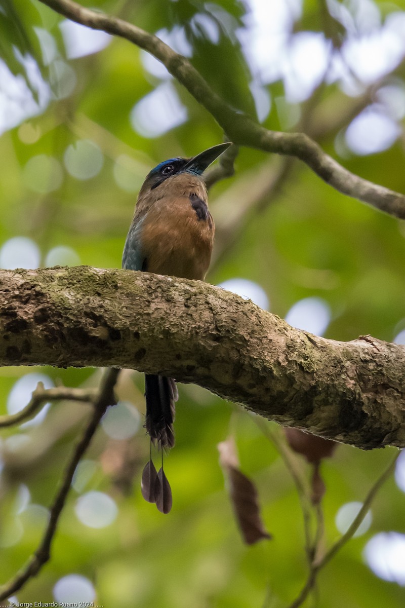 Keel-billed Motmot - ML624762325