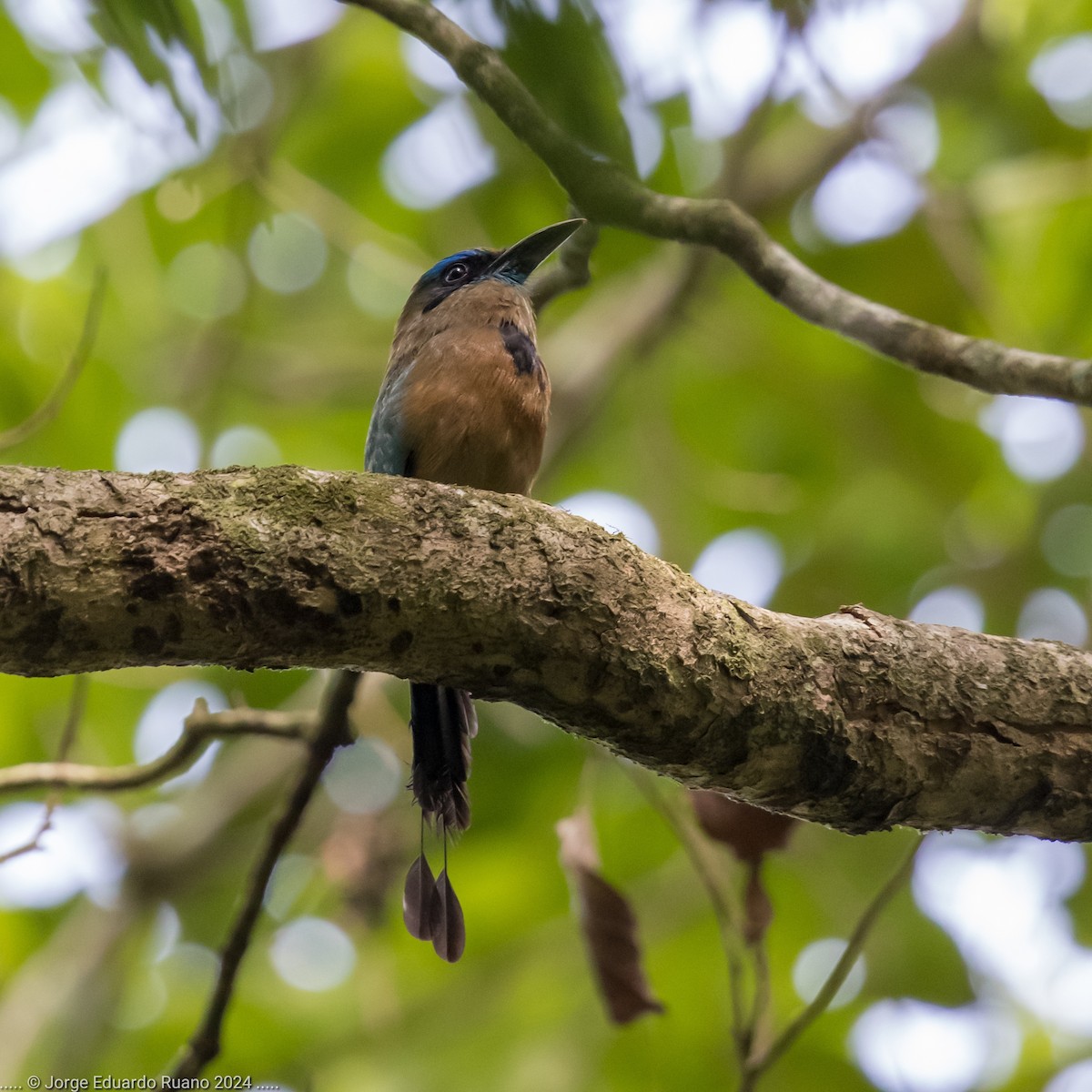 Keel-billed Motmot - ML624762326