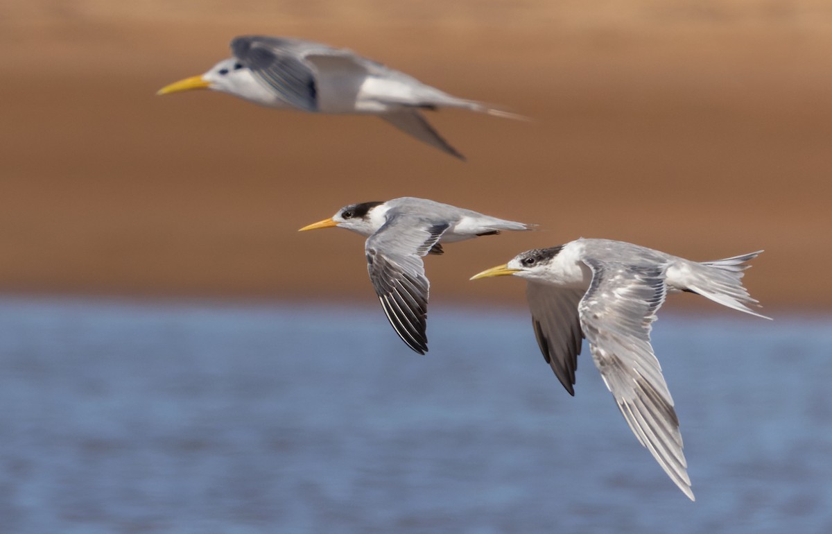 Lesser Crested Tern - ML624762686