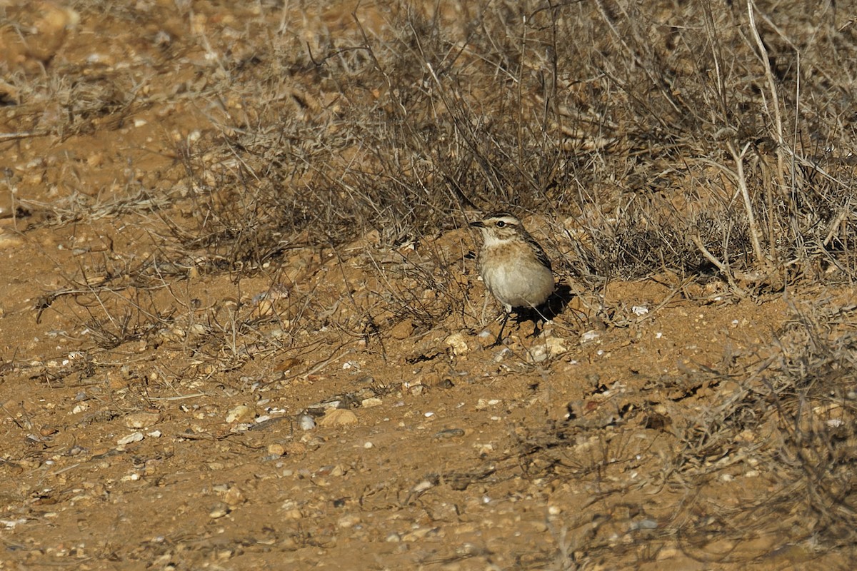 Whinchat - António Gonçalves