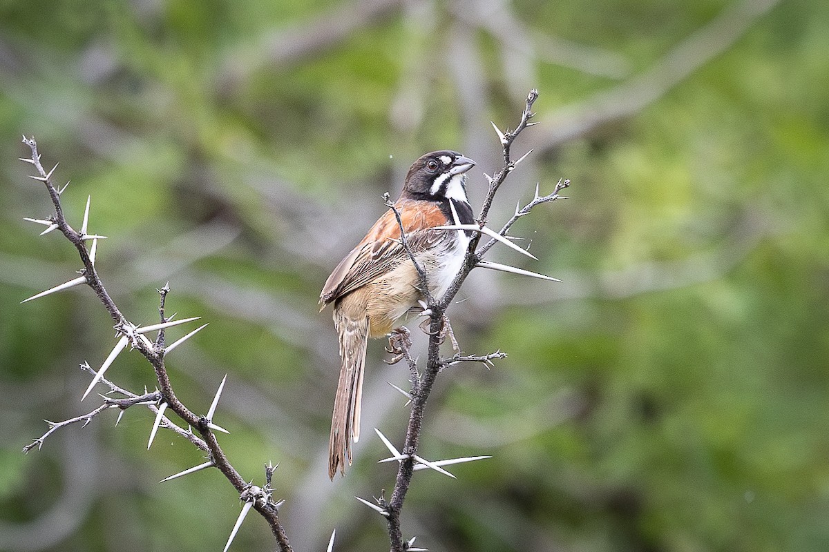 Black-chested Sparrow - ML624762912