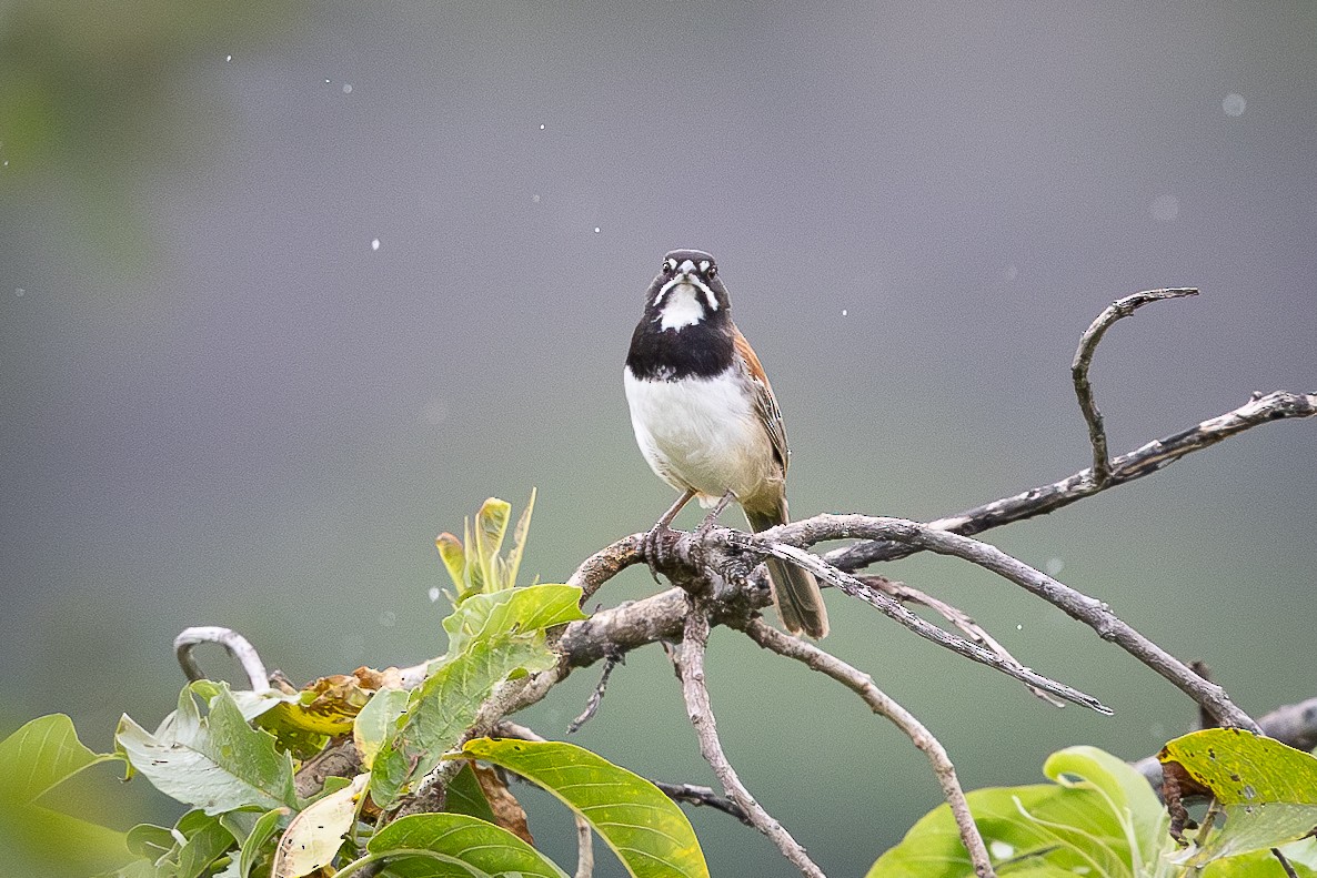 Black-chested Sparrow - ML624762913