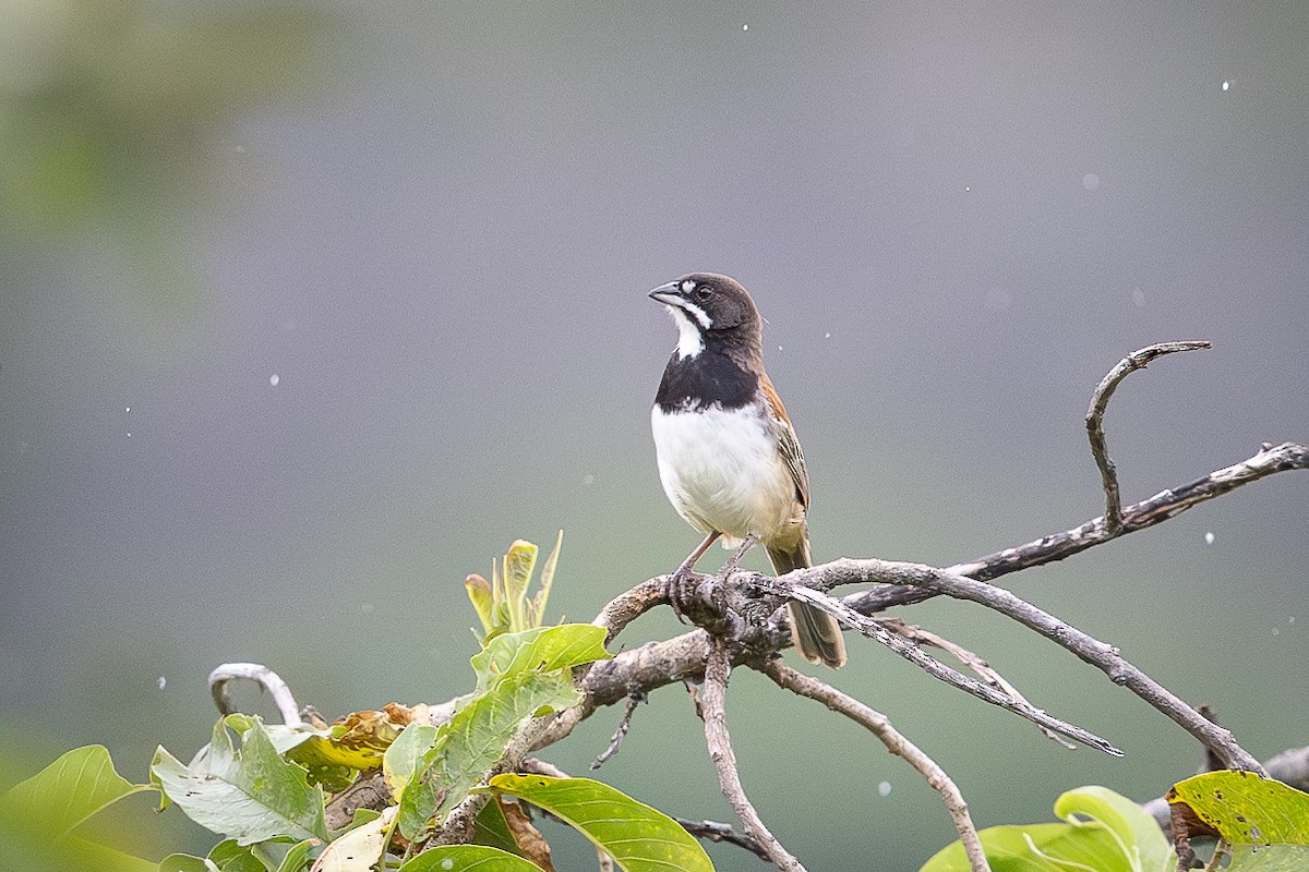 Black-chested Sparrow - ML624762914