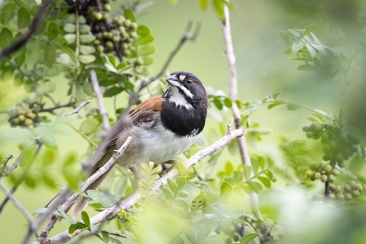 Black-chested Sparrow - Nitin Chitale