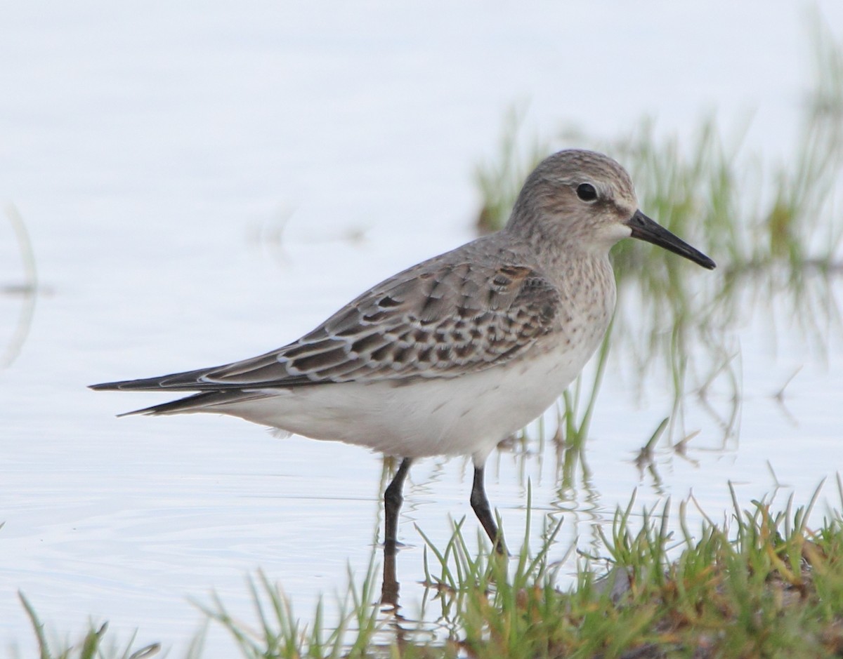 White-rumped Sandpiper - Pablo Miki Garcia Gonzalez