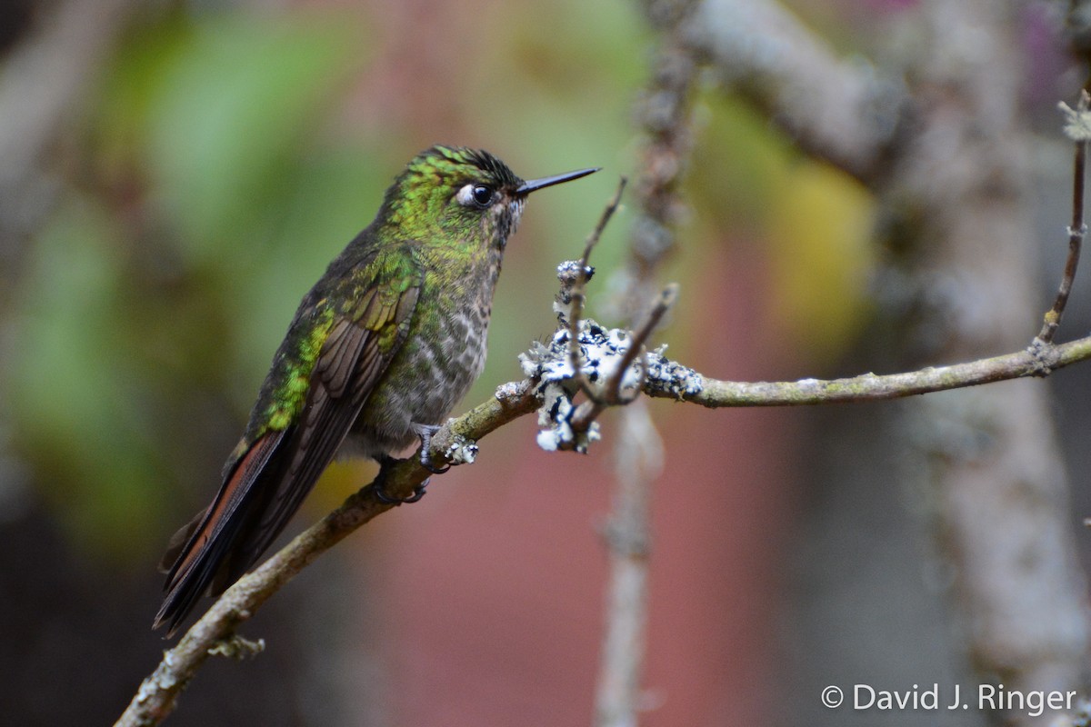 Tyrian Metaltail - David Jeffrey Ringer