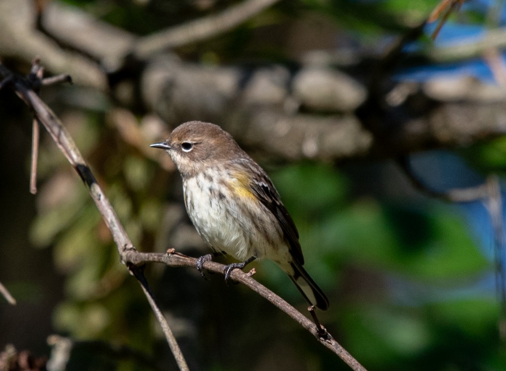 Yellow-rumped Warbler (Myrtle) - ML624763076