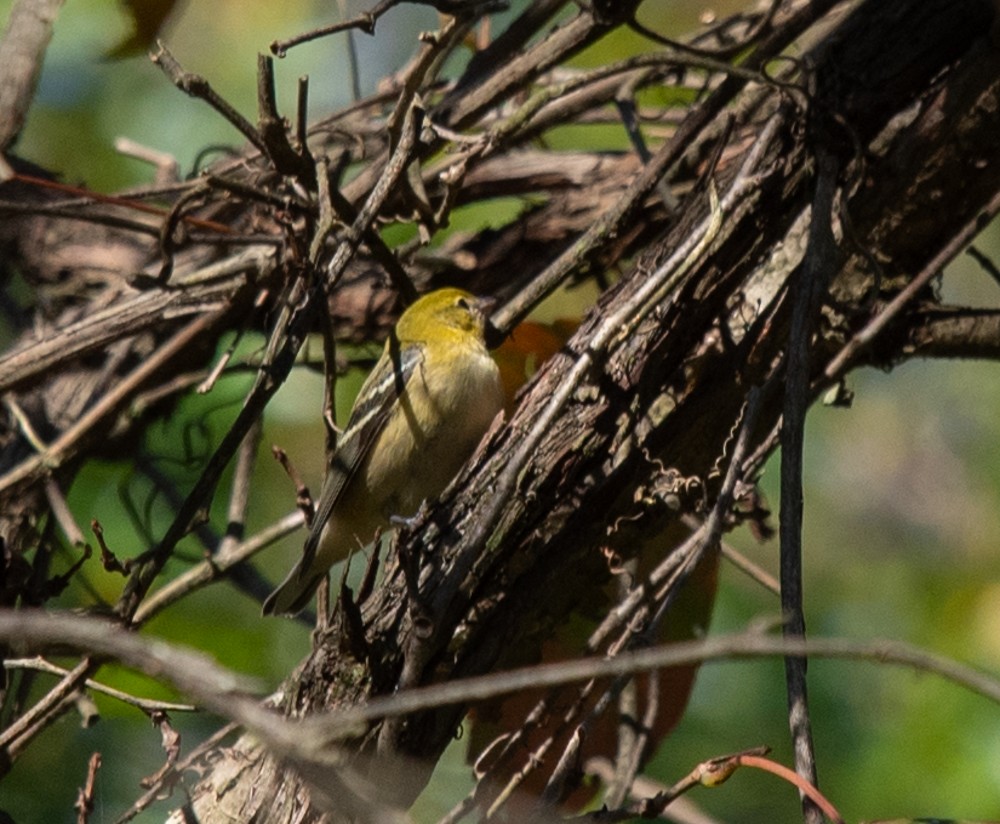 Bay-breasted Warbler - ML624763082