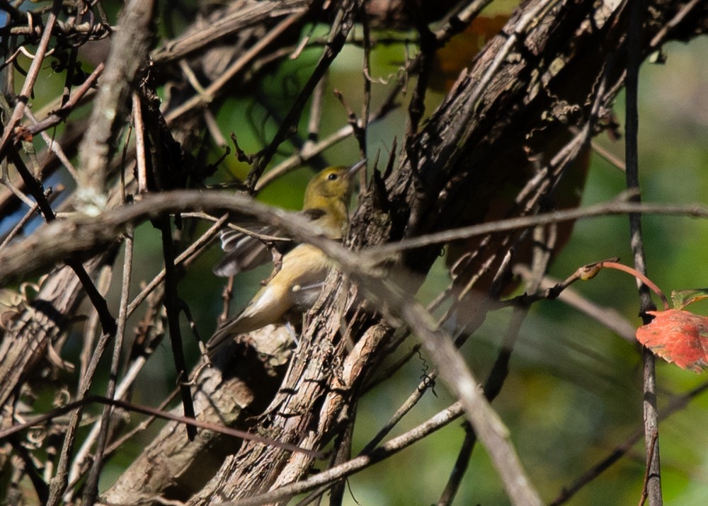 Bay-breasted Warbler - ML624763083