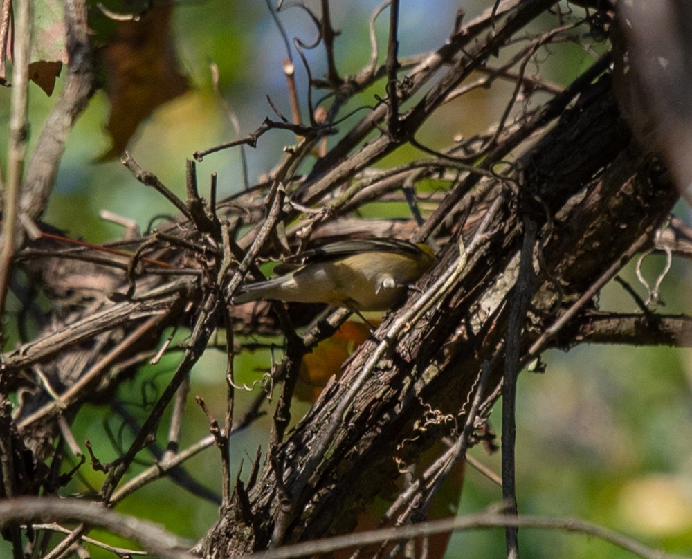 Bay-breasted Warbler - ML624763084