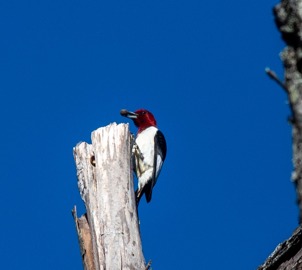 Red-headed Woodpecker - ML624763095