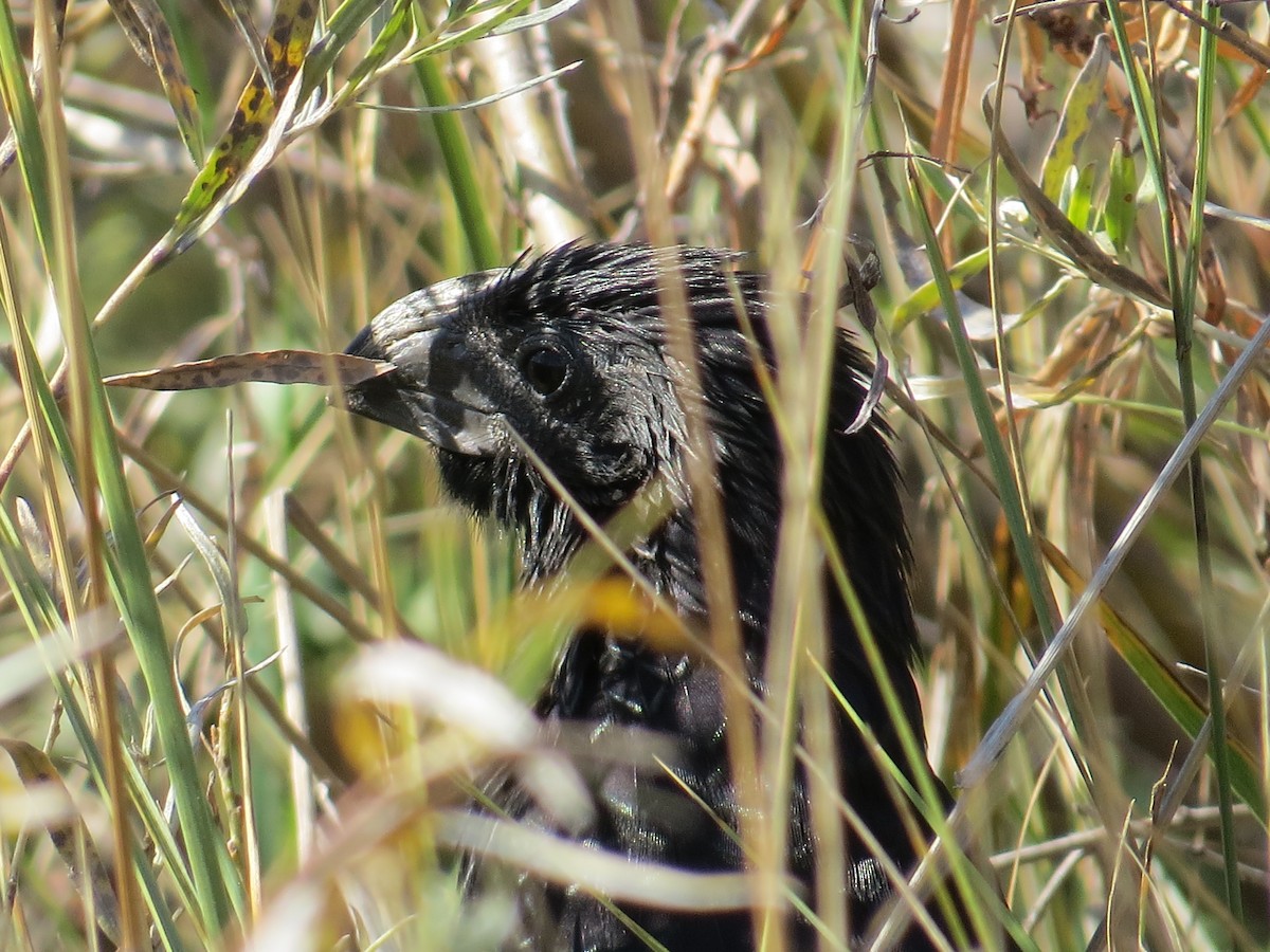 Groove-billed Ani - ML624763163