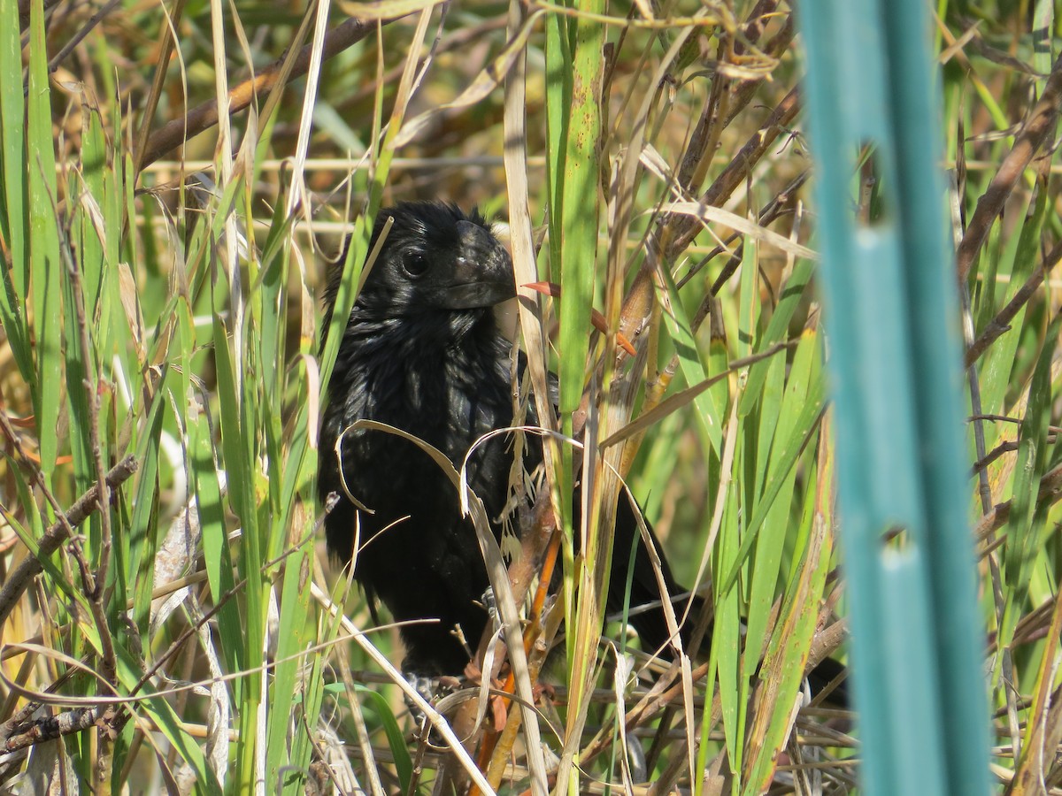 Groove-billed Ani - ML624763187