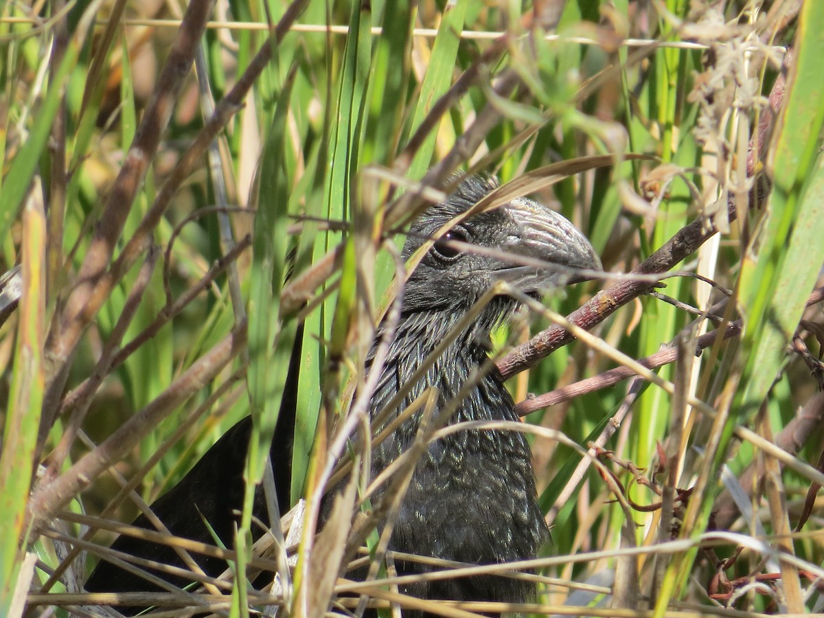 Groove-billed Ani - ML624763232